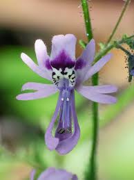 Image result for Schizanthus