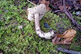 Attēlu rezultāti vaicājumam “Leccinum melaneum”