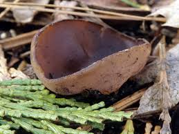 Attēlu rezultāti vaicājumam “Ombrophila violacea spores”