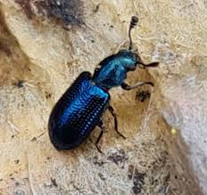 Attēlu rezultāti vaicājumam “Necrobia violacea”