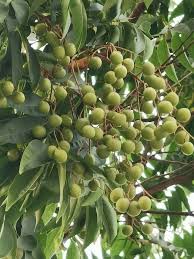 Attēlu rezultāti vaicājumam “Humulus lupulus fruit”