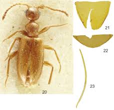 Attēlu rezultāti vaicājumam “Anthicidae”