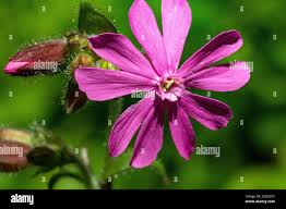 Attēlu rezultāti vaicājumam “Silene dioica flower”