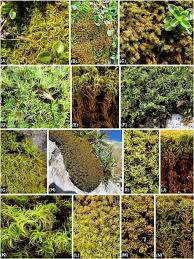 Attēlu rezultāti vaicājumam “Tortula truncata sporophyte”