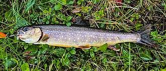 Image result for Salvelinus alpinus taranetzi