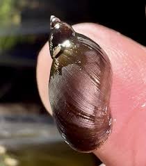 Attēlu rezultāti vaicājumam “Lymnaeidae”