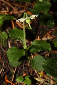 Attēlu rezultāti vaicājumam “Moneses uniflora bud”