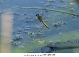 Attēlu rezultāti vaicājumam “Leucorrhinia pectoralis female”