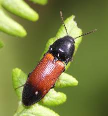 Attēlu rezultāti vaicājumam “Ampedus sp.”