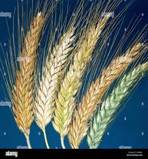 Image result for Secale cereale