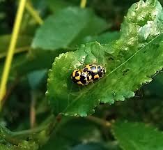Attēlu rezultāti vaicājumam “Propylea quatuordecimpunctata”
