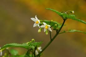 Attēlu rezultāti vaicājumam “Solanum nigrum”