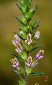 Attēlu rezultāti vaicājumam “Odontites vulgaris flower”