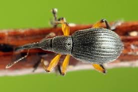 Attēlu rezultāti vaicājumam “Protapion sp.”