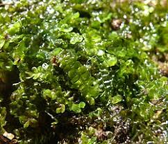 Attēlu rezultāti vaicājumam “Chiloscyphus polyanthos”