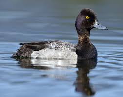 Image result for Aythya affinis