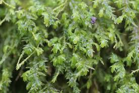 Attēlu rezultāti vaicājumam “Anomodon attenuatus sporophyte”