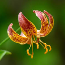 Image result for Lilium martagon `Arabian Night`