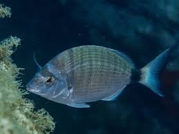 Image result for Diplodus puntazzo