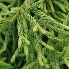 Attēlu rezultāti vaicājumam “Picea abies fo. virgata fruit”