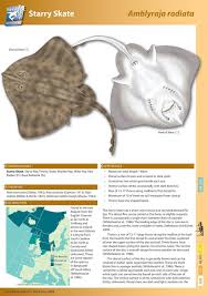 Image result for Amblyraja hyperborea