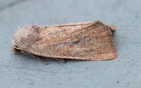 Attēlu rezultāti vaicājumam “Chortodes fluxa”