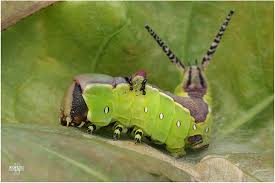 Attēlu rezultāti vaicājumam “Cerura vinula larva”