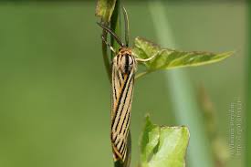 Attēlu rezultāti vaicājumam “Spiris striata”