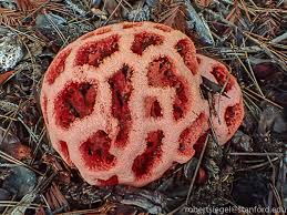Attēlu rezultāti vaicājumam “Clathrus ruber”