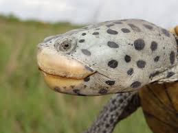 Image result for Malaclemys terrapin