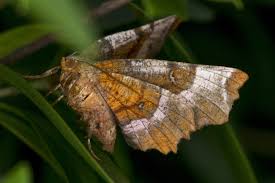 Attēlu rezultāti vaicājumam “Selenia tetralunaria”