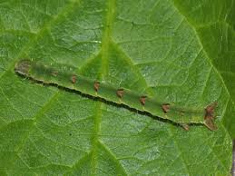 Attēlu rezultāti vaicājumam “Mesoleuca albicillata”