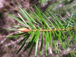 Attēlu rezultāti vaicājumam “Pseudotsuga menziesii fruit”