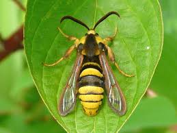 Attēlu rezultāti vaicājumam “Sesia apiformis”