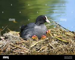 Attēlu rezultāti vaicājumam “Fulica atra nest”