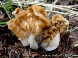 Attēlu rezultāti vaicājumam “Gyromitra gigas”