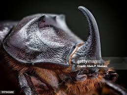 Attēlu rezultāti vaicājumam “Oryctes nasicornis male”