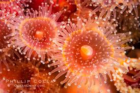 ผลการค้นหารูปภาพสำหรับ strawberry anemone
