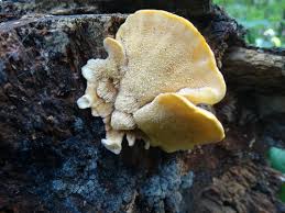 Attēlu rezultāti vaicājumam “Antrodiella”