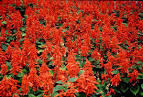 Photo :: SALVIA SCARLET SAGE