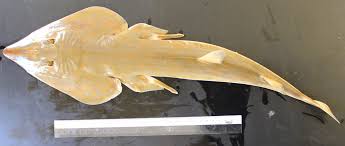 Image result for Acroteriobatus blochii