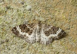 Attēlu rezultāti vaicājumam “Epirrhoe”