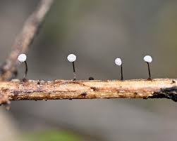 Attēlu rezultāti vaicājumam “Didymium squamulosum stalked”