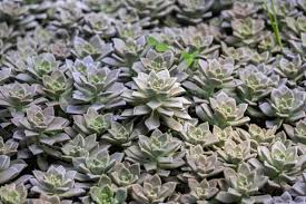 Attēlu rezultāti vaicājumam “Crassulaceae”