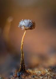 Attēlu rezultāti vaicājumam “Physarum, Nannengaella sp.”