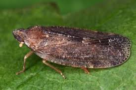 Attēlu rezultāti vaicājumam “Paramesus obtusifrons”