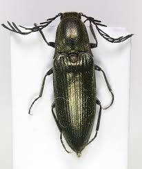 Attēlu rezultāti vaicājumam “Ctenicera pectinicornis male”