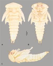 Attēlu rezultāti vaicājumam “Oiceoptoma thoracicum”