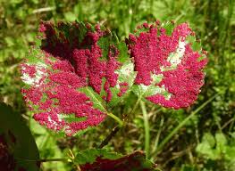 Attēlu rezultāti vaicājumam “Acalitus longisetosus”