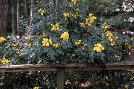 Attēlu rezultāti vaicājumam “Mahonia aquifolium”